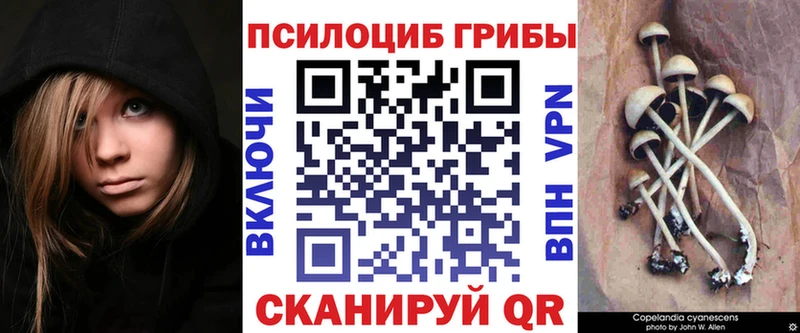 наркота  Онега  Галлюциногенные грибы Psilocybe 